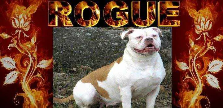 Bull Yards Rogue Of Marvel's