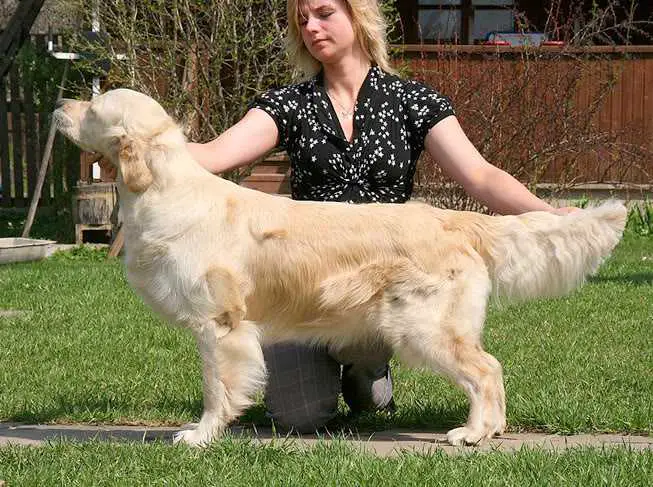 Cantrygold Cintia Optima