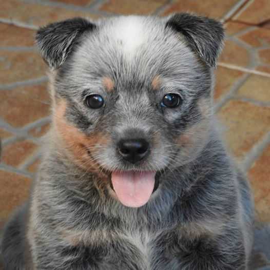 XENA BLUE HEELER'S SELIVON