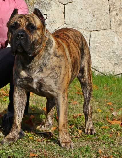 Diamante rayas Comanche