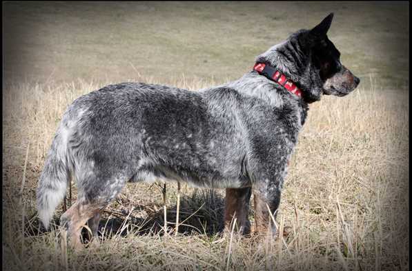 Long Creek's Kinsman Redeemer