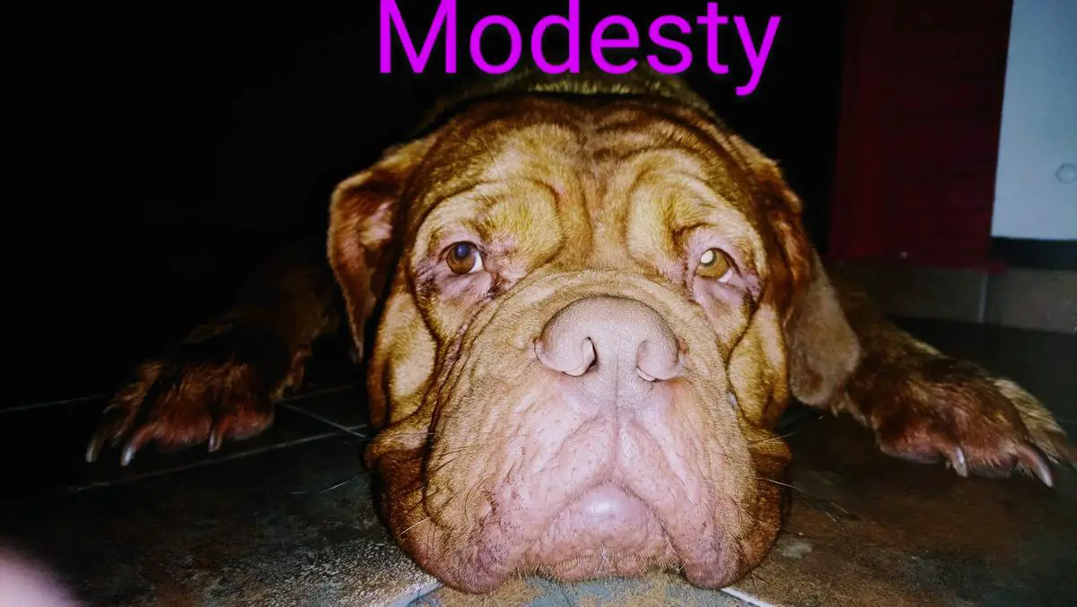 Modesty