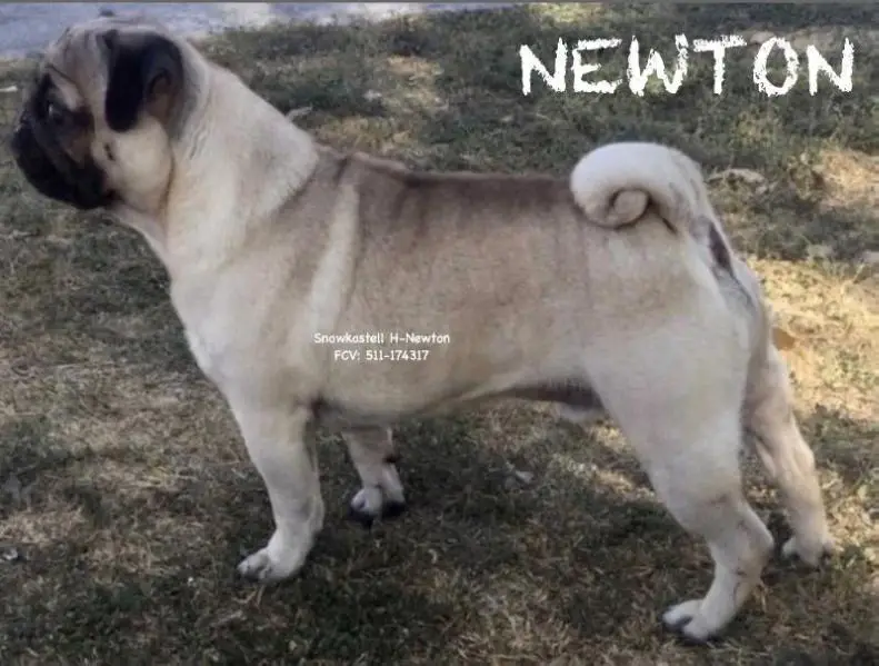 Snowkastell H-Newton