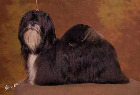 Whisborne Black Sensation