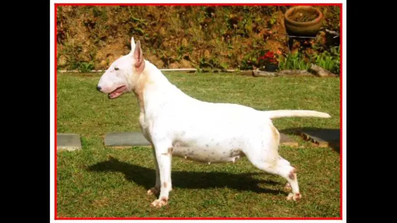 Bullema Superstition