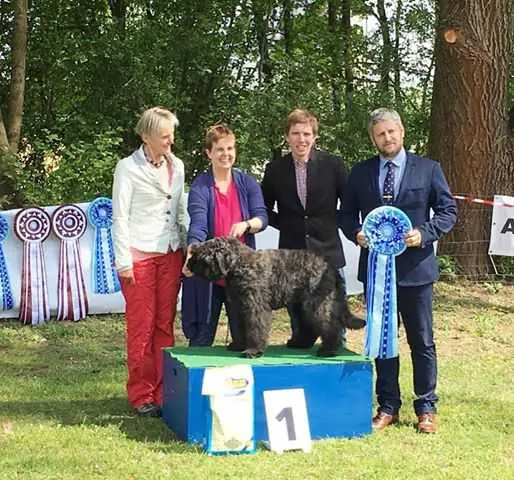 Castor Bouviery z Regla FCI