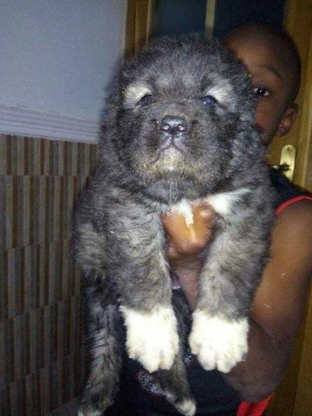Aura of Bsquaredkennel