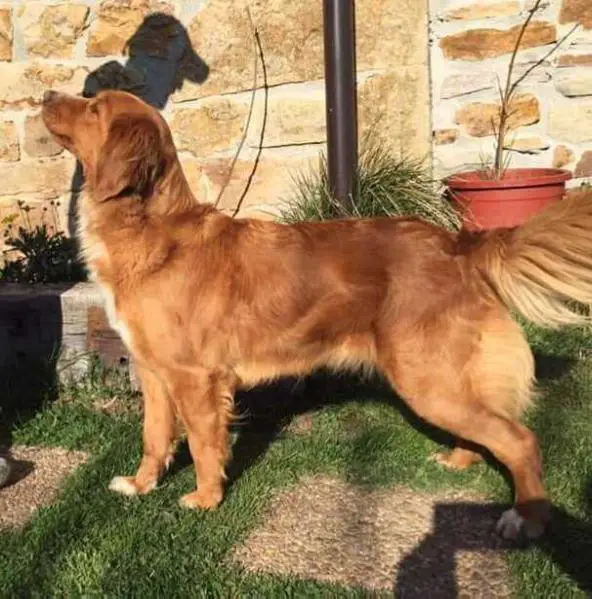 Canis Amicus ilka
