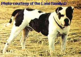 Lanas' Marcelle Lane
