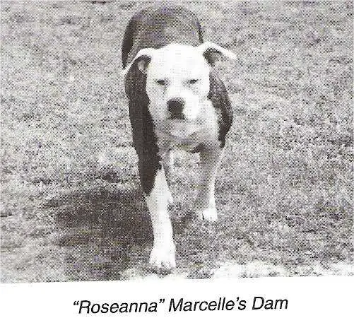 Roseanne aka Roseanna Lane (Colby Pitbull)