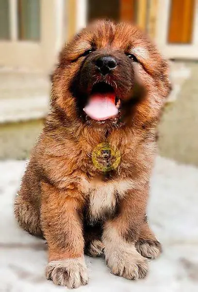 Amira de BsquaredKennel
