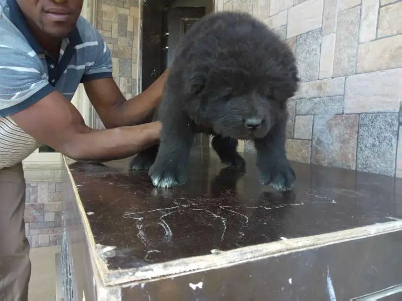 Attoro de Bsquaredkennel