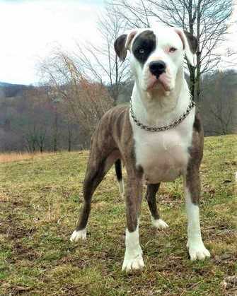 F. F. LEXY PEARL FOX of MRN (OSB)