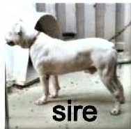 MRN Viper (WEB)