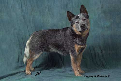 HEELERSRIDGE EMUBLU KING