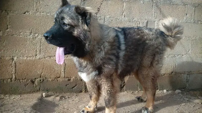 Pumba