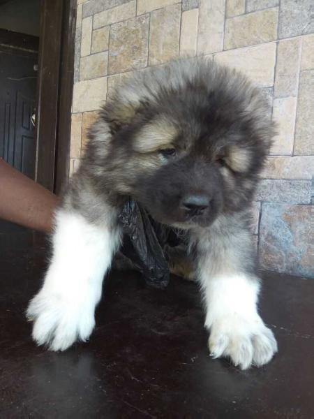 Arthur of Bsquaredkennels