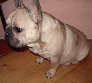 Faila Monstras