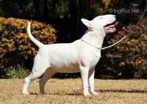 Reithsons Devils Dynamo of Shodan