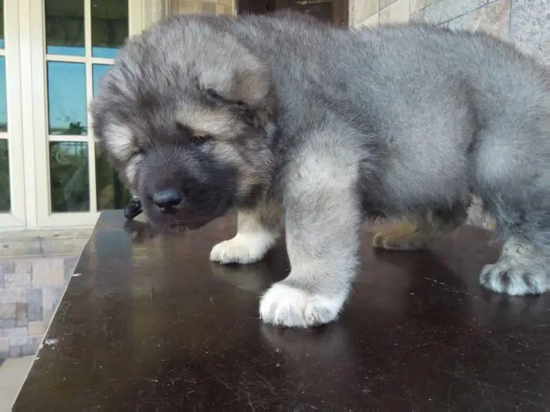 Achilles de bsquaredkennels