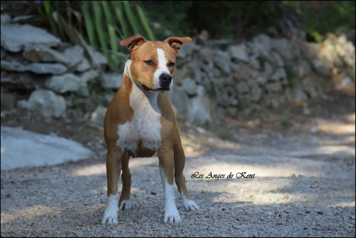 Mysterious Scarlet des Anges de Kent