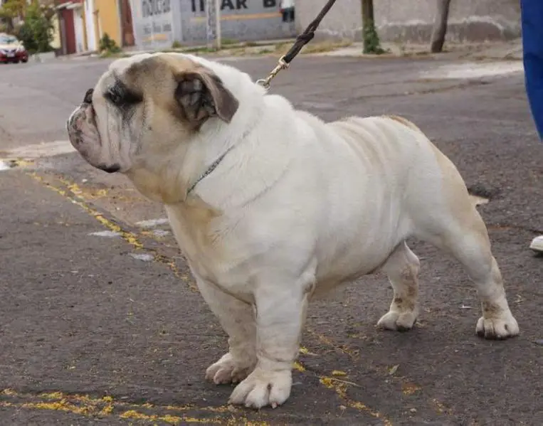 ZEUS (ORTEGA) MEX.FCI