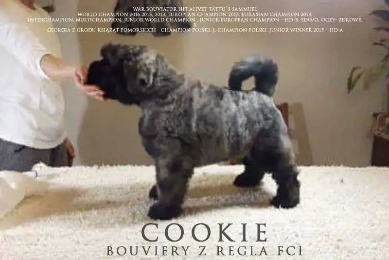 COOKIE Bouviery z Regla FCI