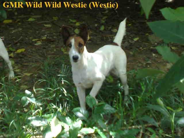 GMR Wild Wild Westie