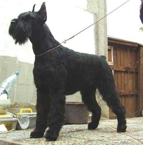 DARK DIAMOND GOTICA