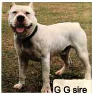 Baite's Stoney Boy (WEB)