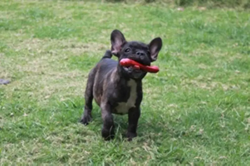 Bronco du Maxitrend