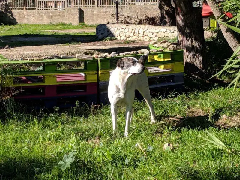 Bairam Akmenu Gele