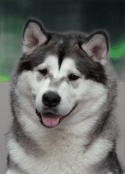 Valkiria Snegov Randgrid