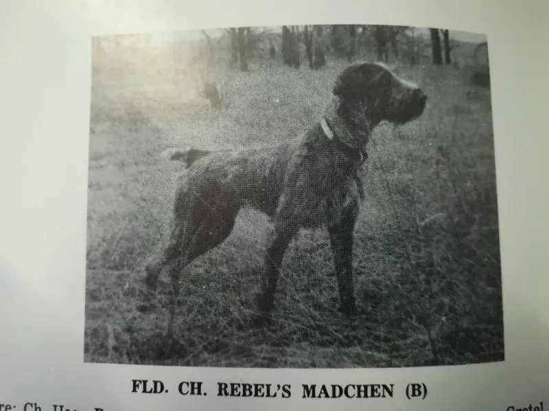 Rebel's Madchen