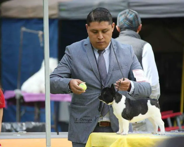 BJORK DEL MARQUEZ