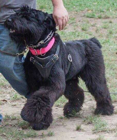 Liberty's Porthos
