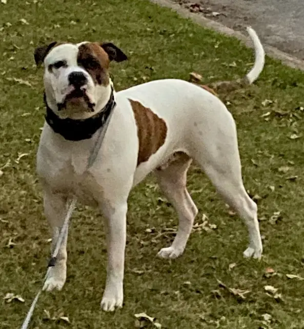 M&K's Bosco of Laura