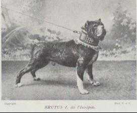 Brutus I