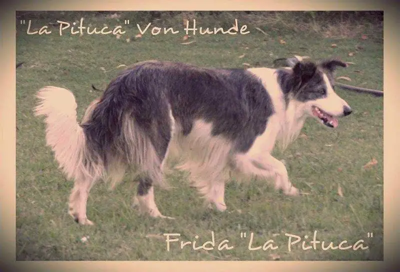 FRIDA LA PITUCA VON HUNDE