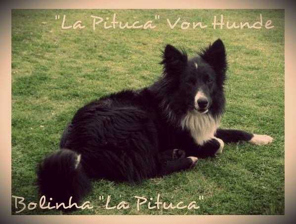 BOLINHA LA PITUCA VON HUNDE