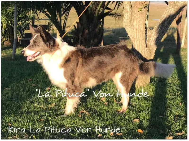 KIRA LA PITUCA VON HUNDE
