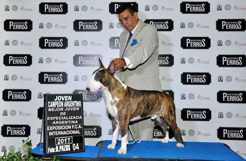Neapolitan Bull Floyd Maywheater Jr
