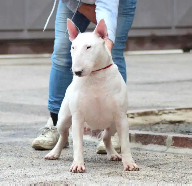Neapolitan Bull Ambitious Girl