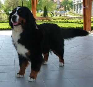 Hidegkuti Berni Lotti Of Siktor