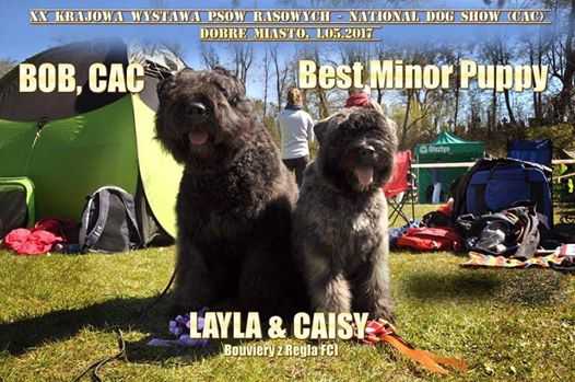 CAISY Bouviery z Regla FCI