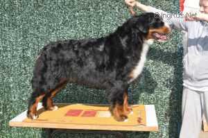 ELENBERNER ALPINE FLOR