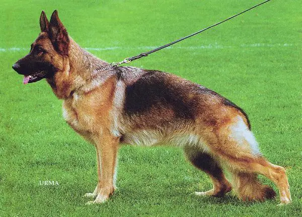 von arminius kennel von arminius kennel