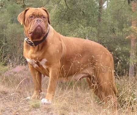 Bixby Diabolo Rouge