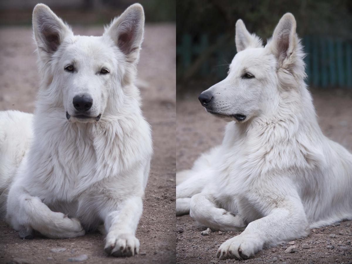 SPARTACUS E. Blancos Du Mon
