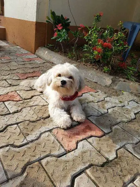 ES BENJI